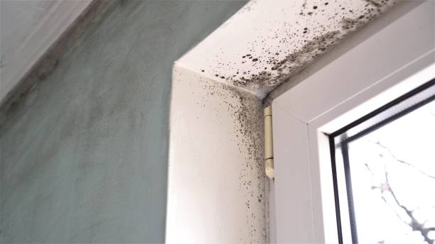 Best Residential Mold Removal  in West Fargo, ND
