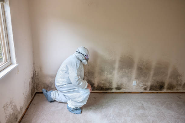 Best Attic Mold Removal  in West Fargo, ND