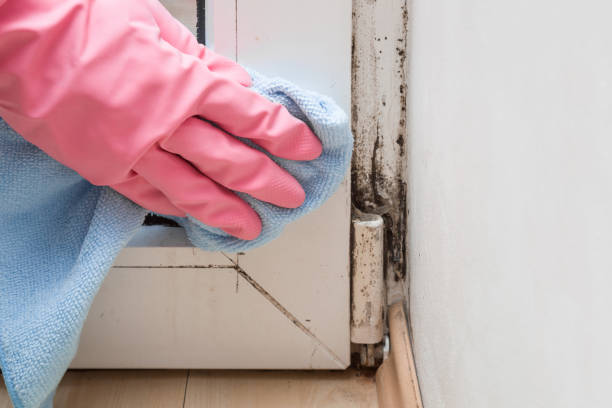 Mold Removal Process in West Fargo, ND